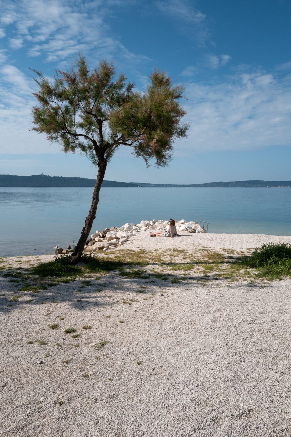 Solitary tree leaning over a white pebble beach, Trogir