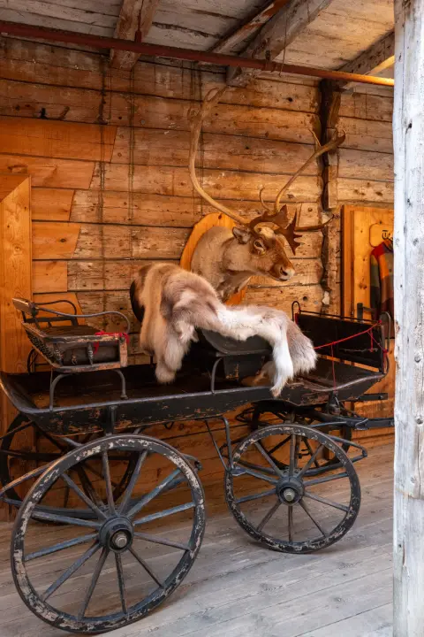 A reindeer head and an old cart in a wooden shop, Bergen