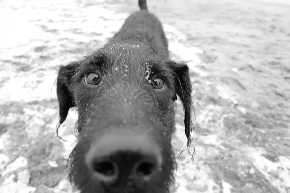 Gros plan sur le museau mouille d'un chien sur la plage, Coney Island