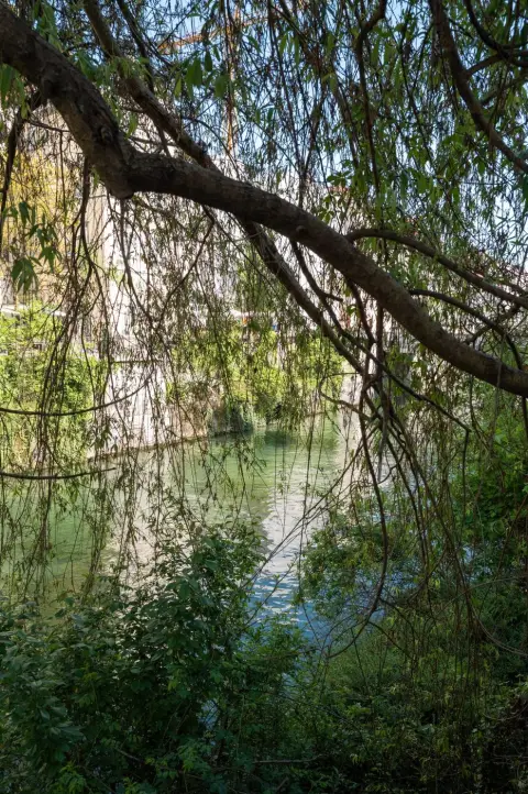 Branches de saule pleureur retombant au-dessus de la riviere, Ljubljana