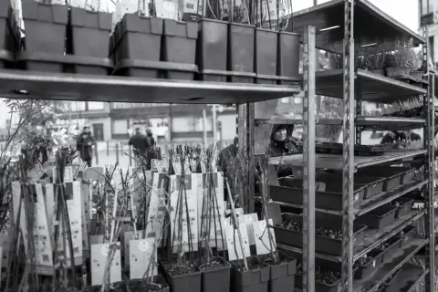 Plantes et arbustes en pots sur les étagères d’un marché, Mons