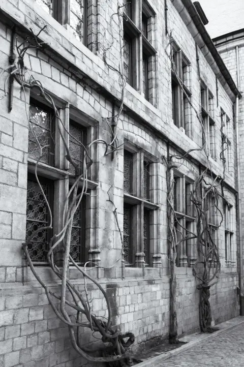 Une glycine sans feuilles serpente sur une façade de pierre, Mons
