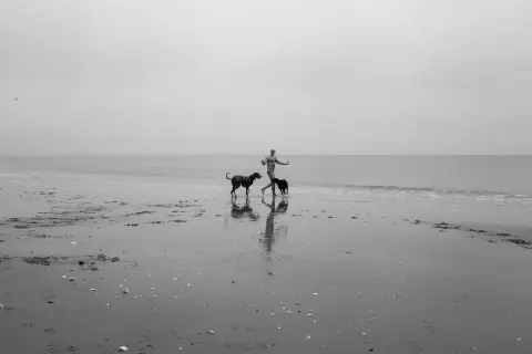 Homme nageant entouré de deux chiens dans une mer calme, New York