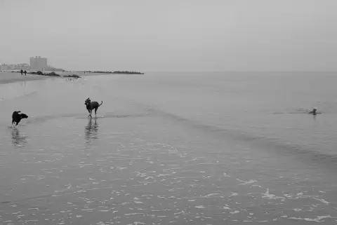 Deux chiens courant dans l'eau peu profonde, nageur au loin, New York