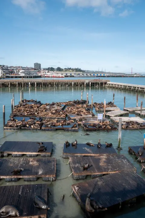 Otaries assoupies sur les quais de bois, Golden Gate Bridge à l'horizon, San Francisco