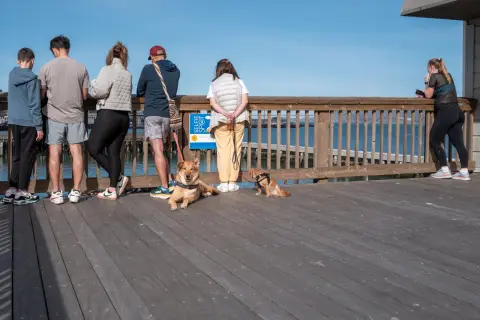 Groupe de visiteurs accoudés au garde-corps face à la baie, deux chiens à leurs pieds, San Francisco