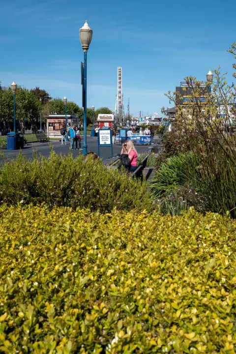 Femme assise sur un banc près d'une grande roue, haies fleuries au premier plan, San Francisco