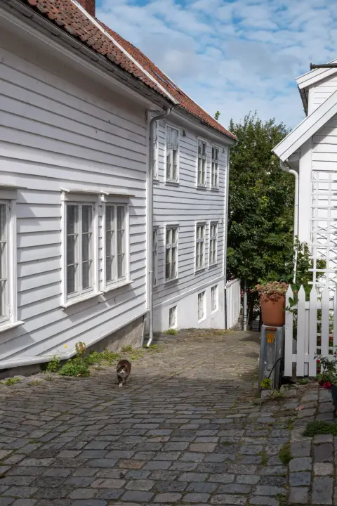 Un chat au bout d’une ruelle entre les maisons blanches, Stavanger