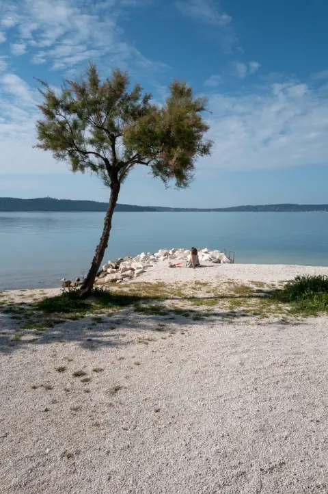 Arbre solitaire penché au-dessus d'une plage de galets blancs, Trogir