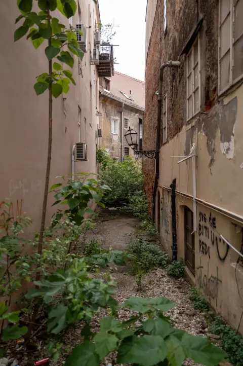 Ruelle arrière envahie de verdure entre deux façades décrépites, Zagreb