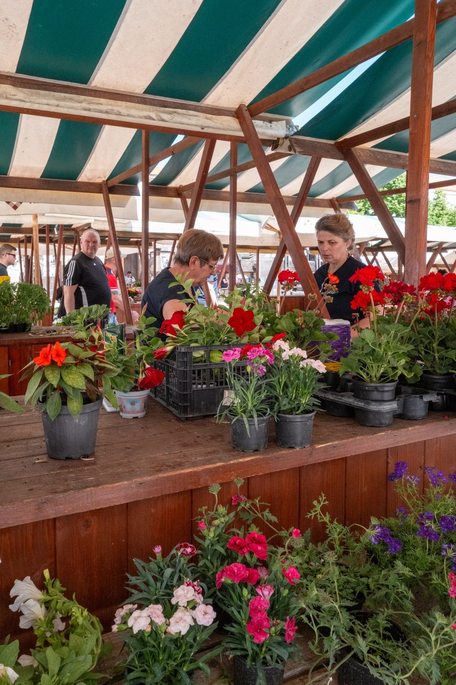 Stall of red and pink flowers beneath a striped tarpaulin, Zadar